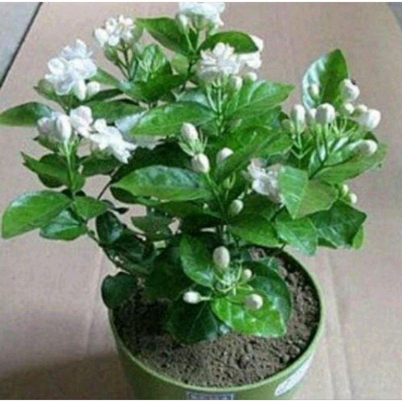 bibit tanaman hidup bunga melati wangi//bunga melati