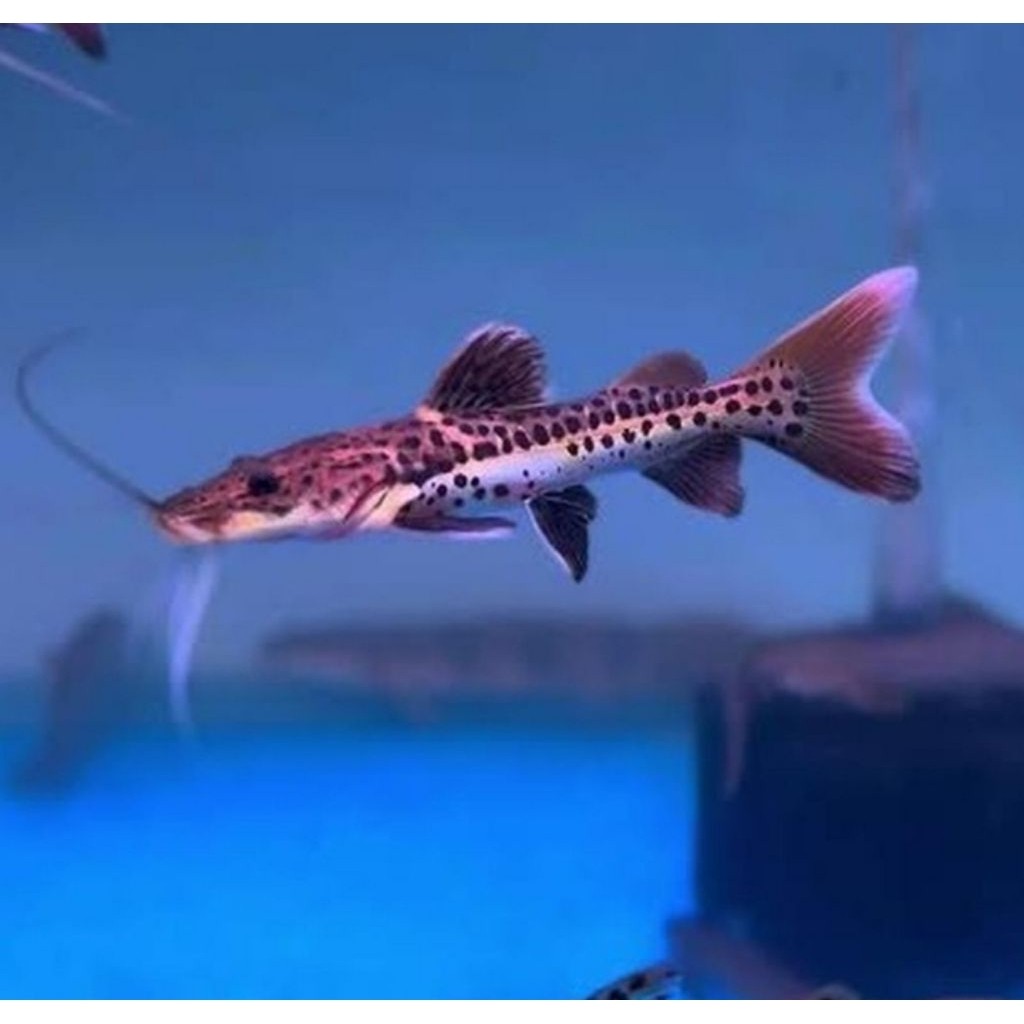 Leopard Catfish - Ikan Predator ok