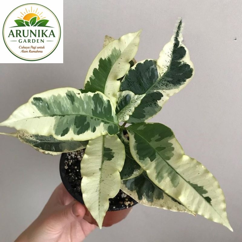 ~ ( BISA COD ) Tanaman Hias Puring Susu - Puring Varigata / Pohon Puring Susu Variegata / Tanaman Hi