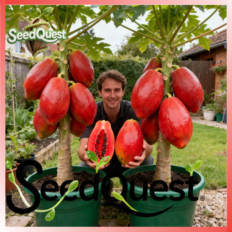 100% Original Fresh Red Lady Dwarf Pepaya benih(30pcs) Bonsai Pepaya Plant Seeds for Garden Balcony 