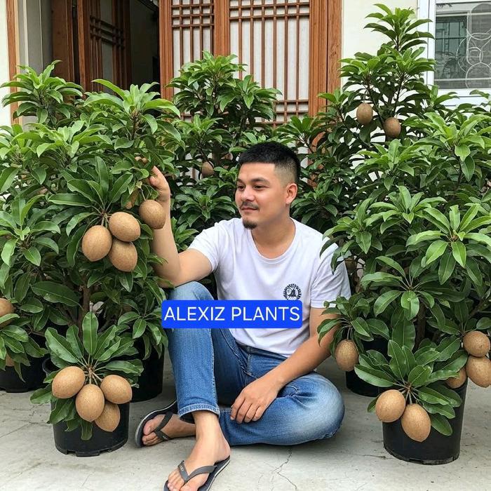 BIBIT SAWO JUMBO THAILAND TANPA BIJI HASIL OKULASI