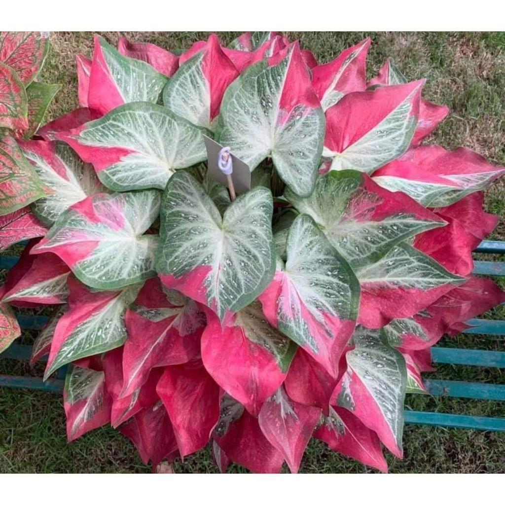 Umbi Caladium shycool - keladi hias cat tumpah import