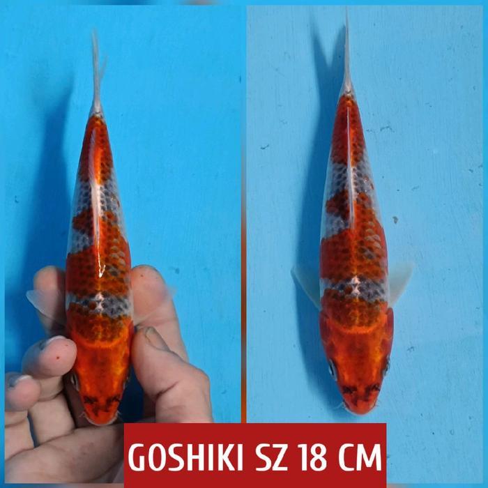 koi blitar goshiki ready kohaku sanke showa chagoi karasi dll
