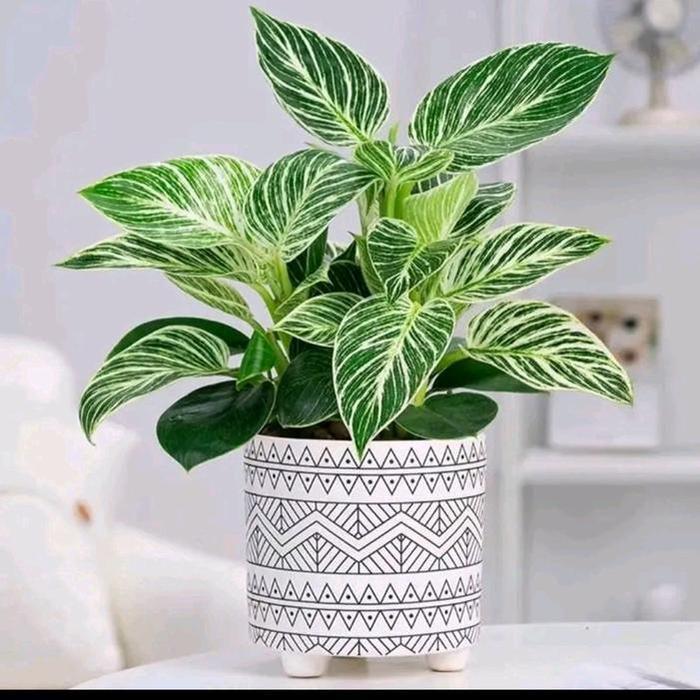 PHILODENDRON BIRKIN - TANAMAN HIAS PHILODENDRON BIRKIN