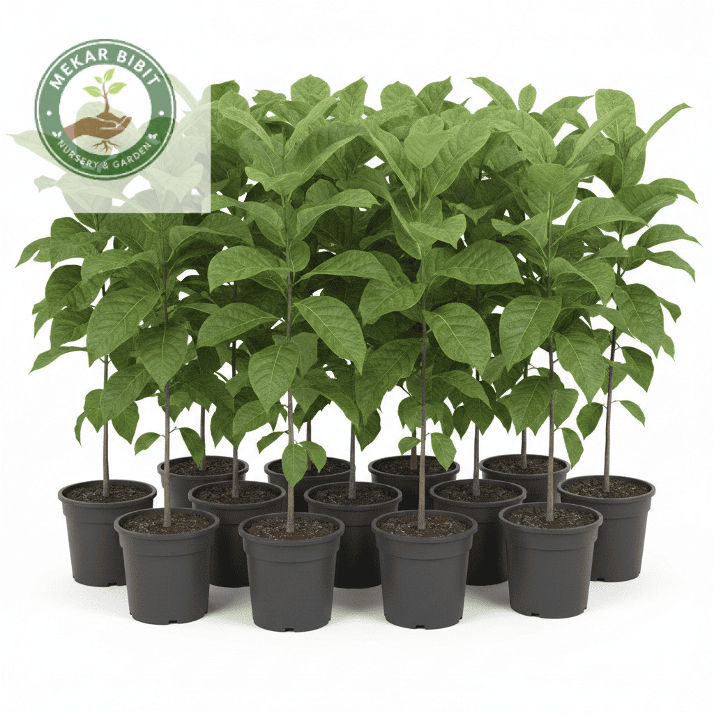 BIBIT POHON JATI EMAS SUPERUNGGUL