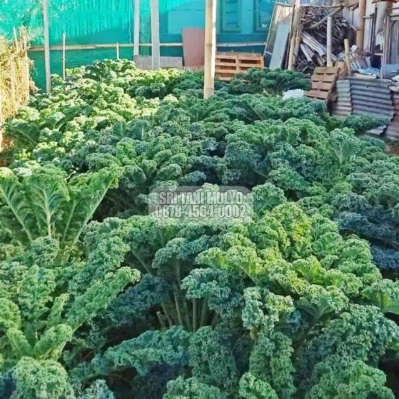 25 BIJI - BENIH BIBIT KALE GRUNER / KALE KRITING IMPORT - BIBIT SAYURAN BENIH SELADA PAKCHOY BAYAM