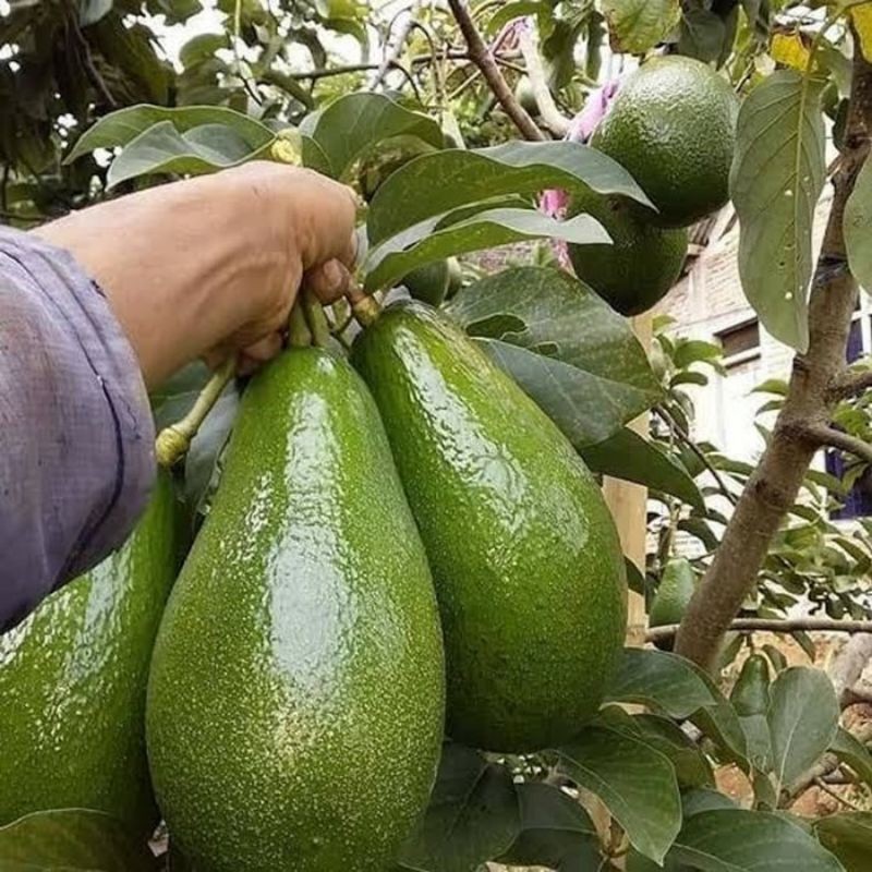 Bibit Alpukat Unggul Tanaman Buah Alpukat Siap Tanam(1Meter Up)