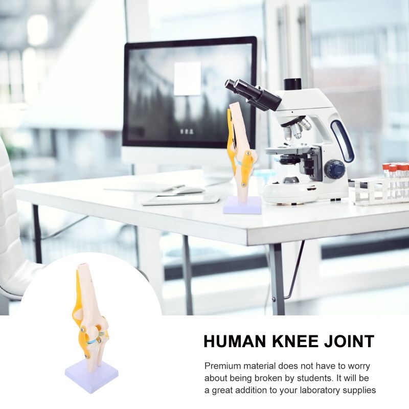 Delova Human Knee Joint Model Belajar Medis Model Anatomi Sendi Lutut Knee Joint Anatomi Sendi Lutut