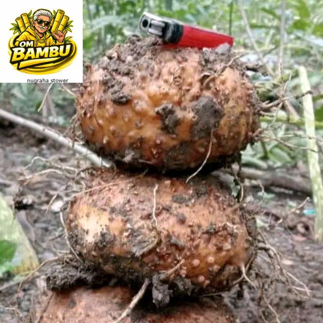 Umbi porang produksi 1 kg