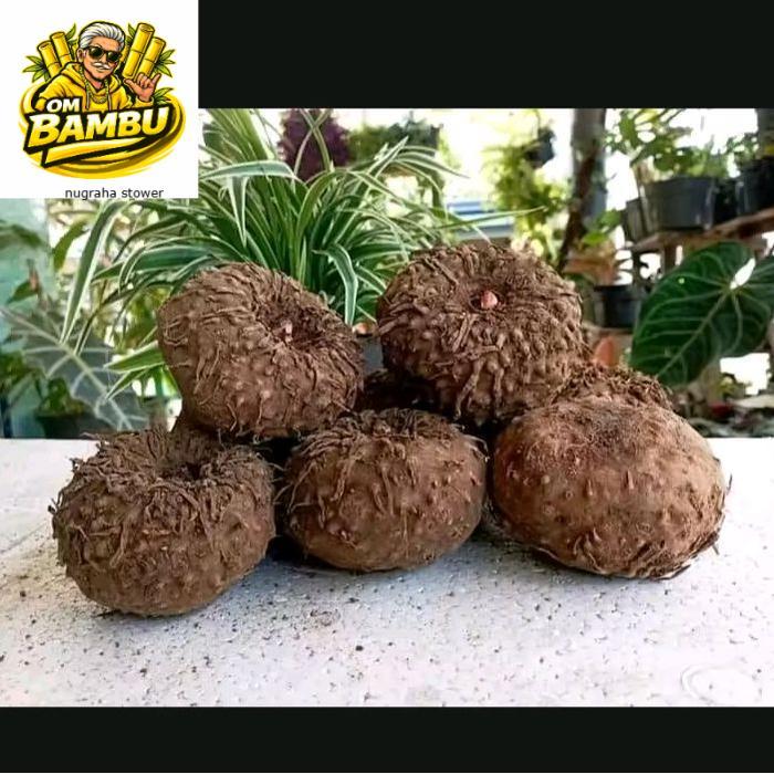 Ready stok Bibit Tanaman porang / bibit porang siap tanam / bibit porang super / bibit porang Umbi p