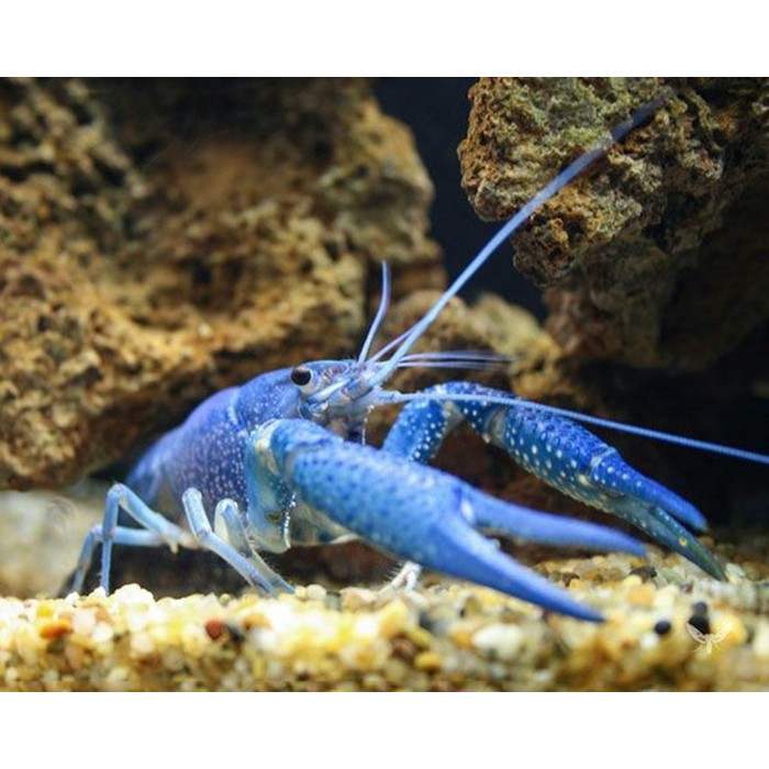 Lobster Biru Hias Air Tawar Aquascape