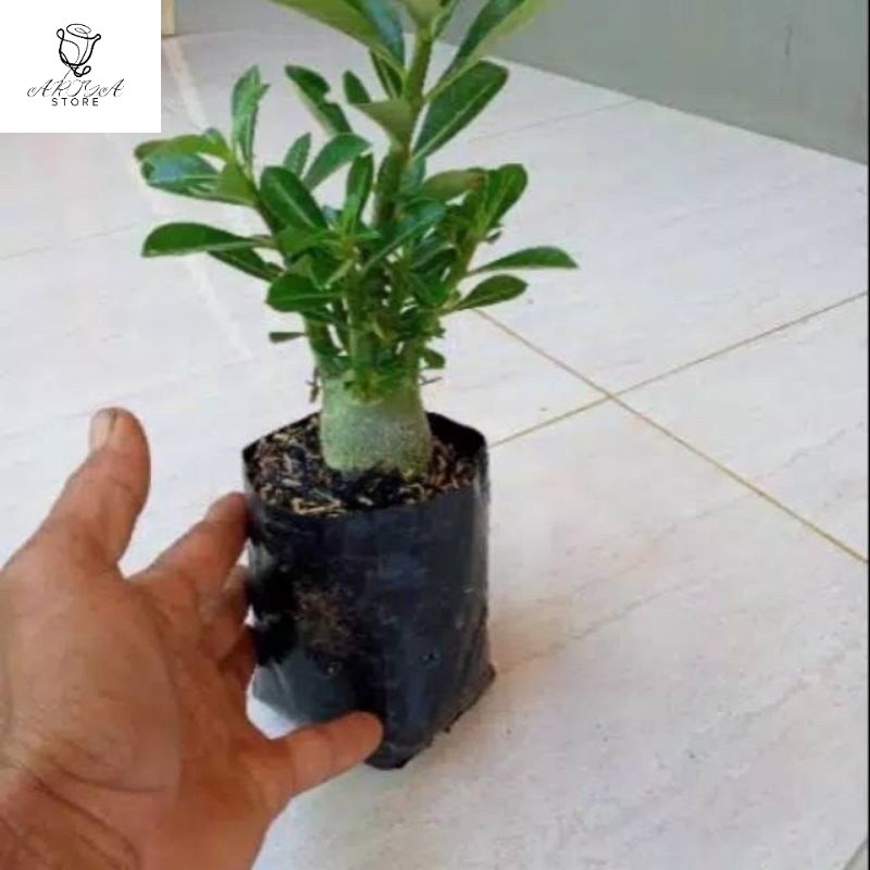 PROMO!!ADENIUM KAMBOJA JEPANG BONSAI//ADENIUM BONSAI