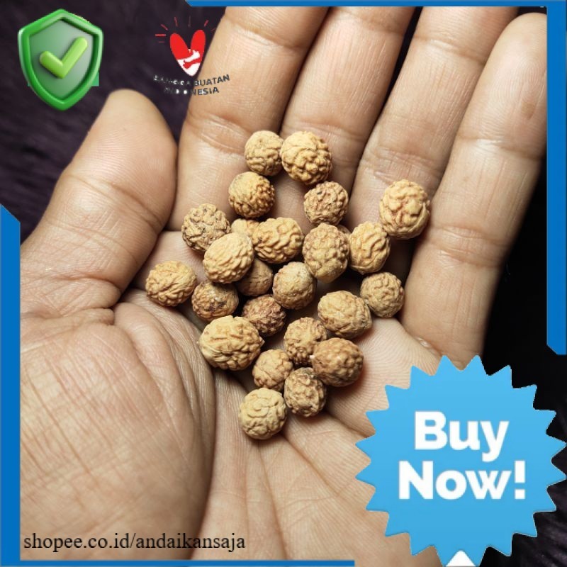 Biji Bidara | Per 1 Biji | Benih Bidara Arab / Sidr Asli | AnSajPPP