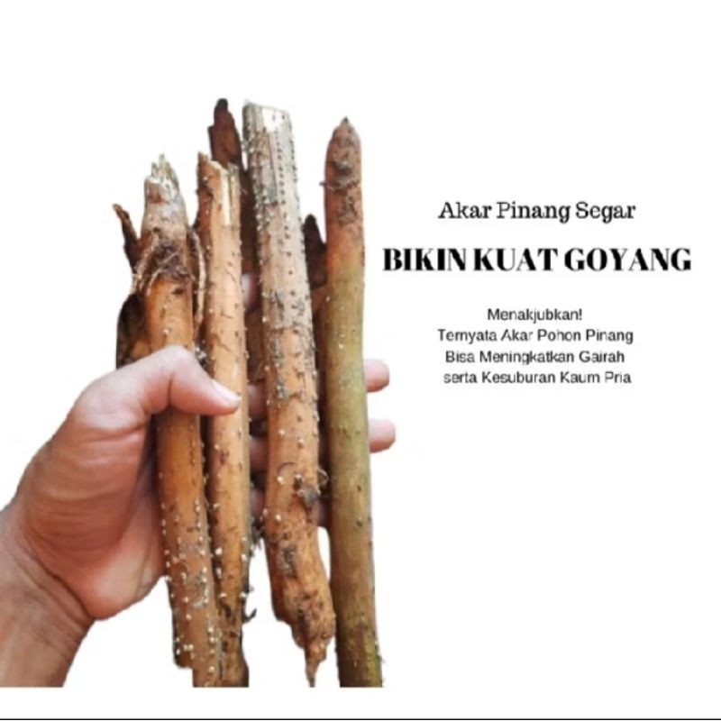 Akar pinang segar  1kg peningkat gairah & kesuburan pria Dewasa ready stok