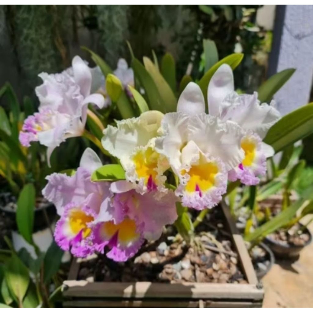 Anggrek Cattleya Blc California Girl Orchid Library perumpun