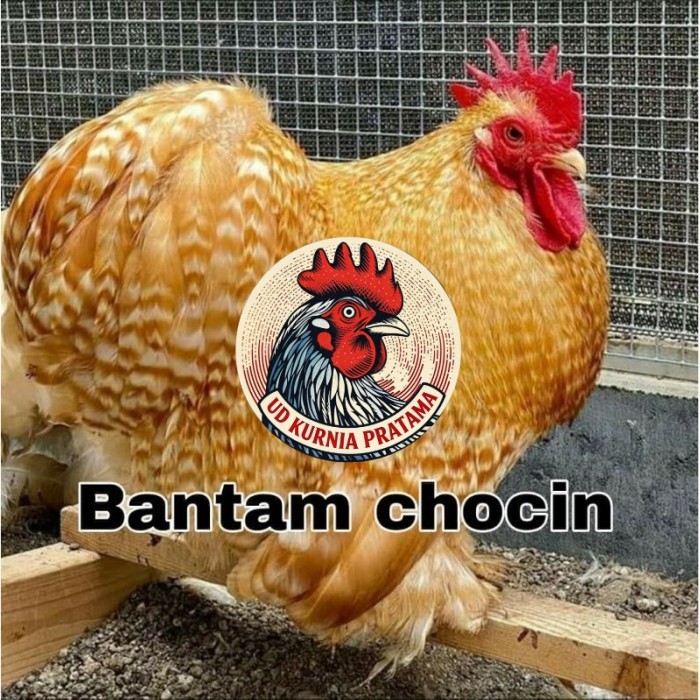 Telur ayam hias bantam chocin fertil ditetaskan - bantam chocin UD KURNIA PRATAMA
