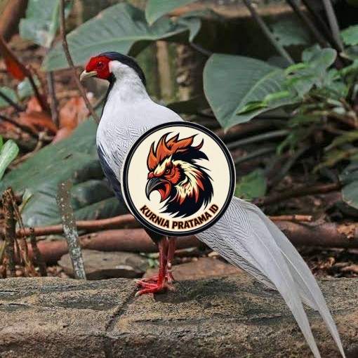 Telur ayam hias ringneck silver pheasant fertil untuk ditetaskan KURNIA PRATAMA ID