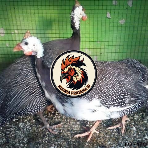 Telur ayam mutiara hias siap ditetaskan - ayam mutiara KURNIA PRATAMA ID