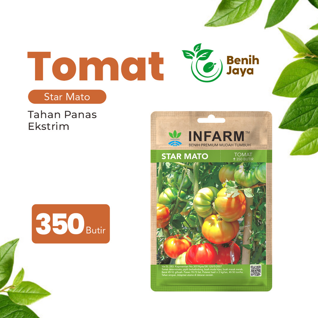 BENIH JAYA - Benih Buah Tomat Mawar Super, Bibit Buah Tomat Mawar Premium Biji Buah Tomat Berkualita