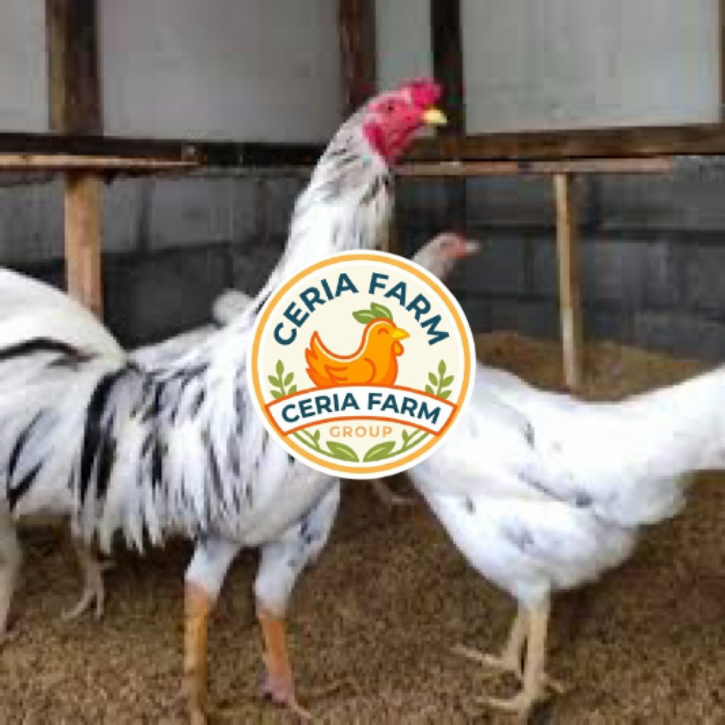 TELUR FERTIL AYAM SENSI UNTUK DITETASKAN CERIA FARM GROUP