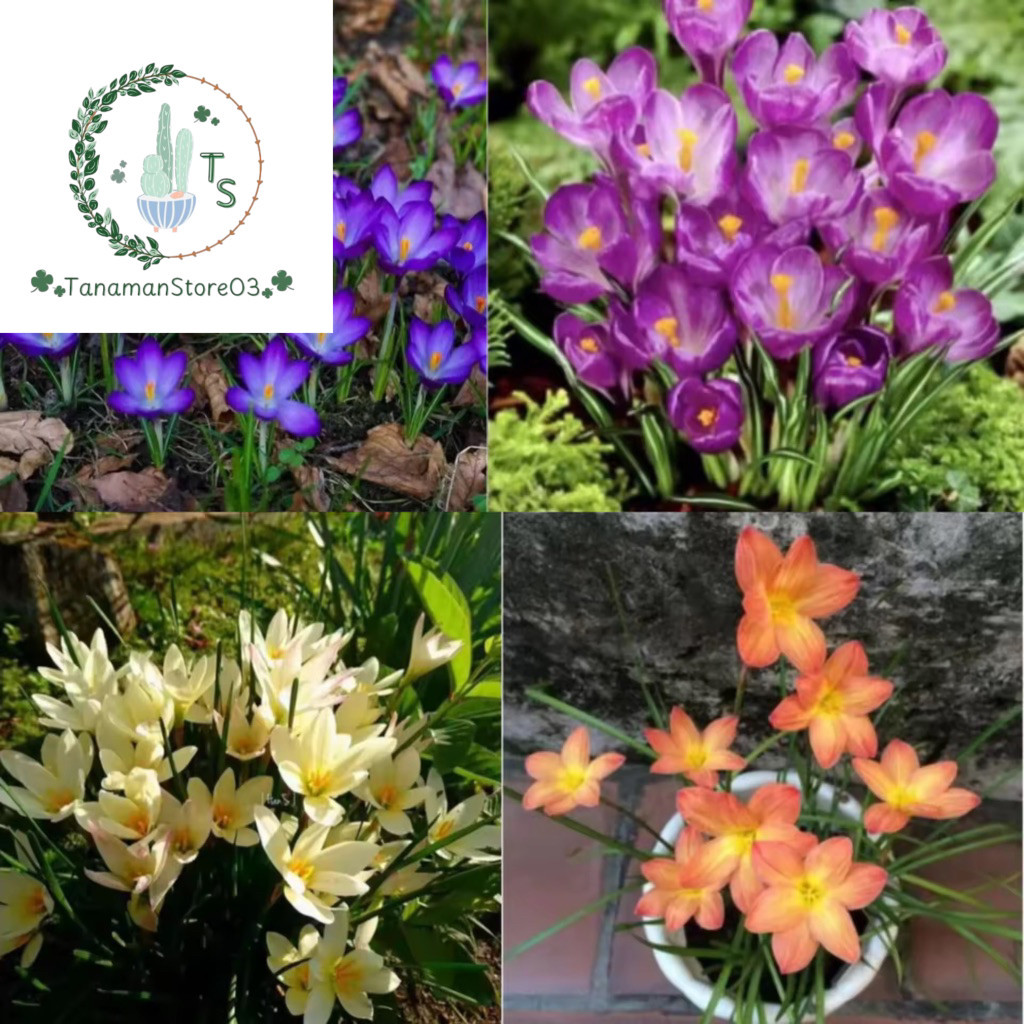 4 Paket Tanaman Hias Lili Hujan Rain Lily