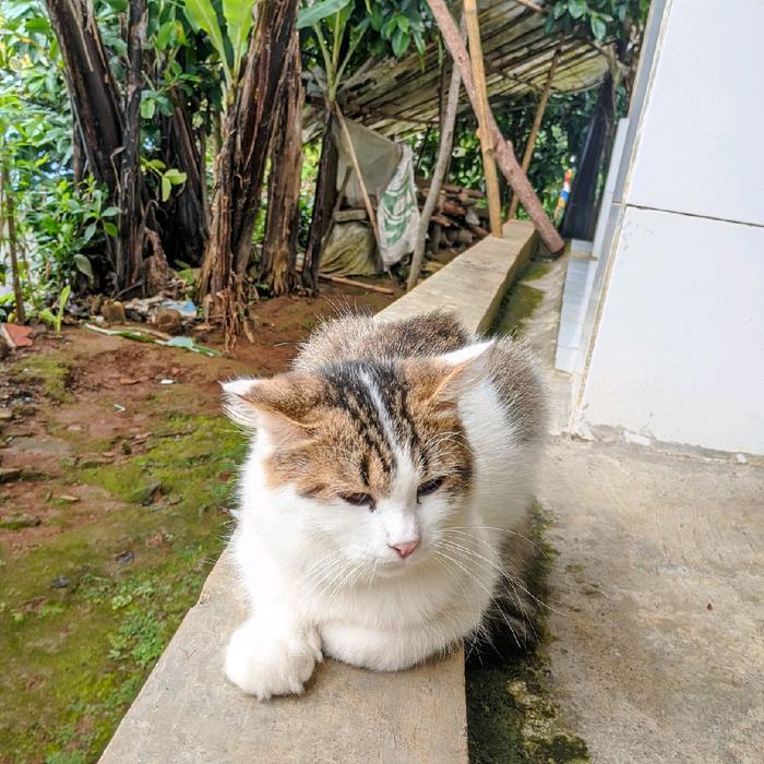 Kucing persia usia 5/6 bulan