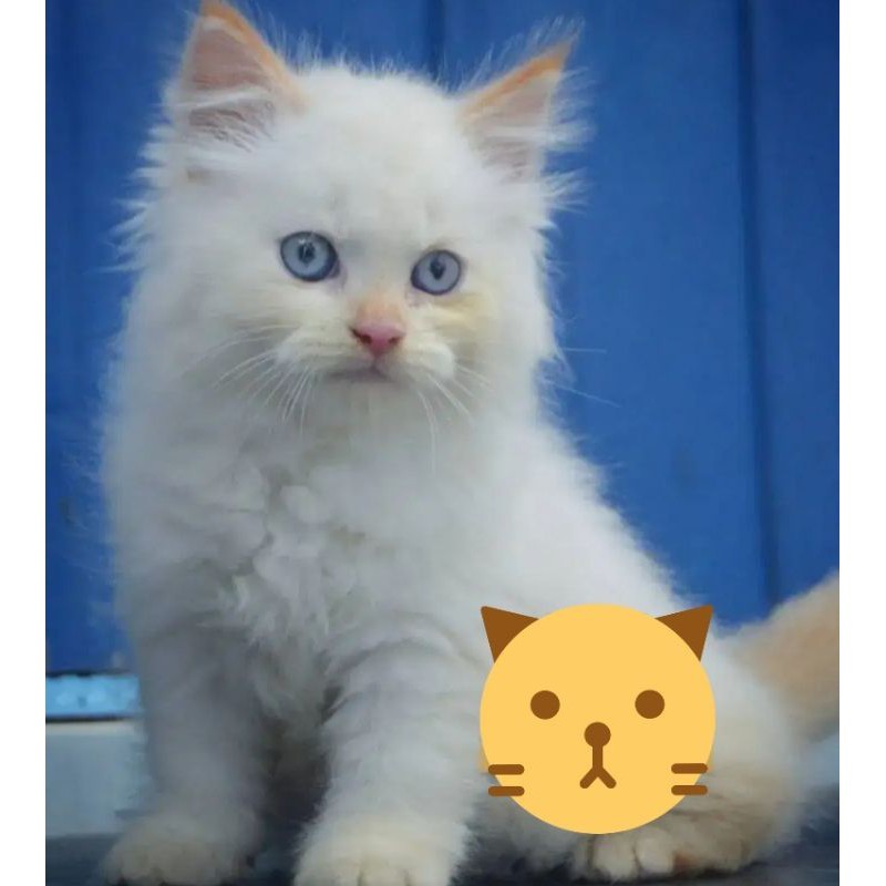 Kucing Persia Mix Himalaya Betina