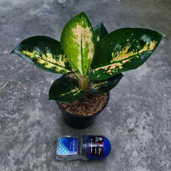 Tanaman hias aglonema Monalisa bibit aglonema