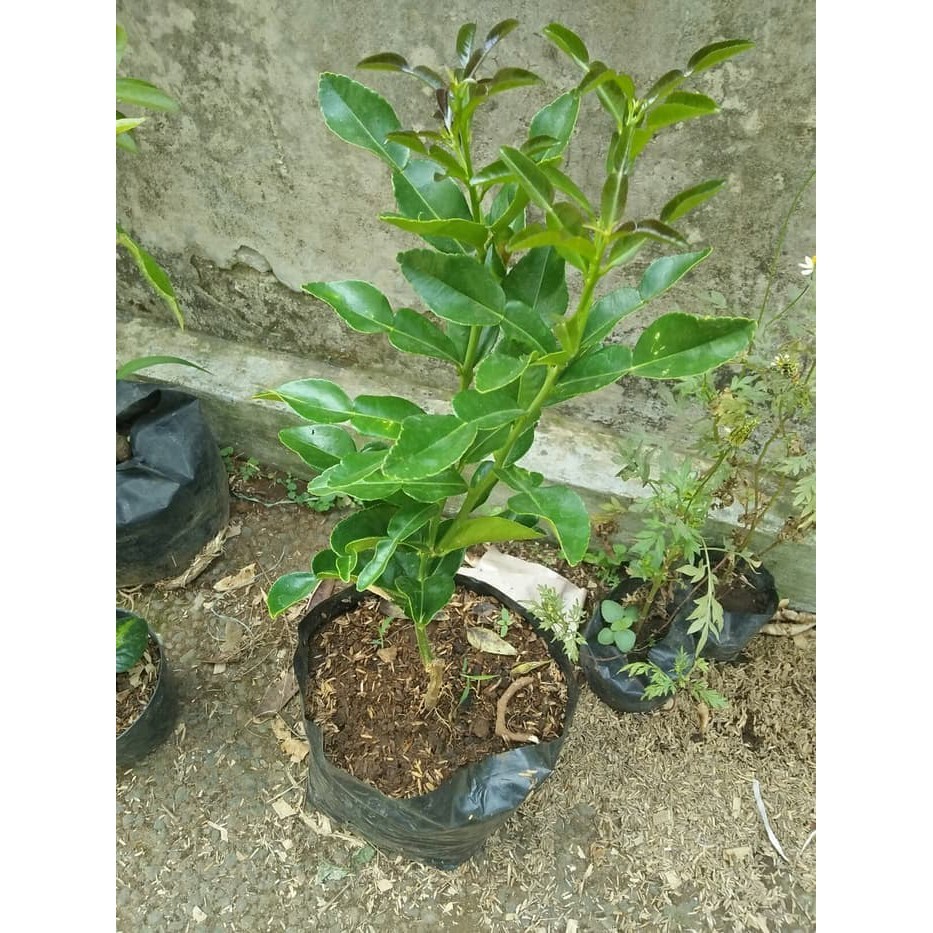 Bibit Jeruk Purut Pohon Jeruk Purut Tanaman Buah Jeruk Purut