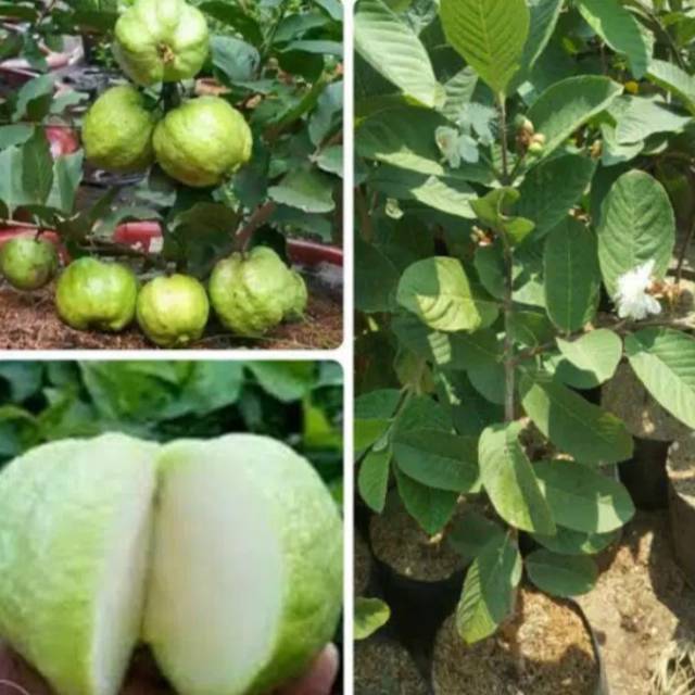 COD Bibit jambu kristal tanpa biji terlaris