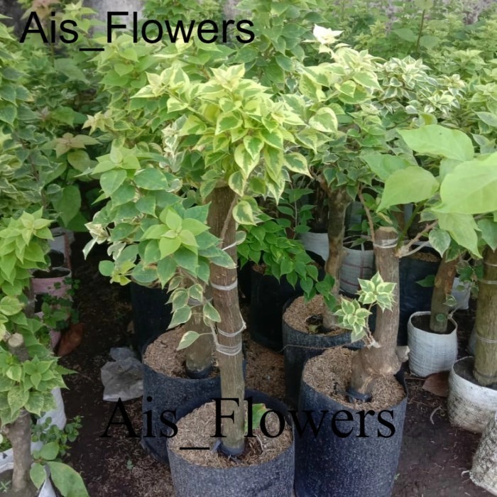 Bugenvil Singapur  warna (BATANG BESAR)/ Bougenville Singapur stek