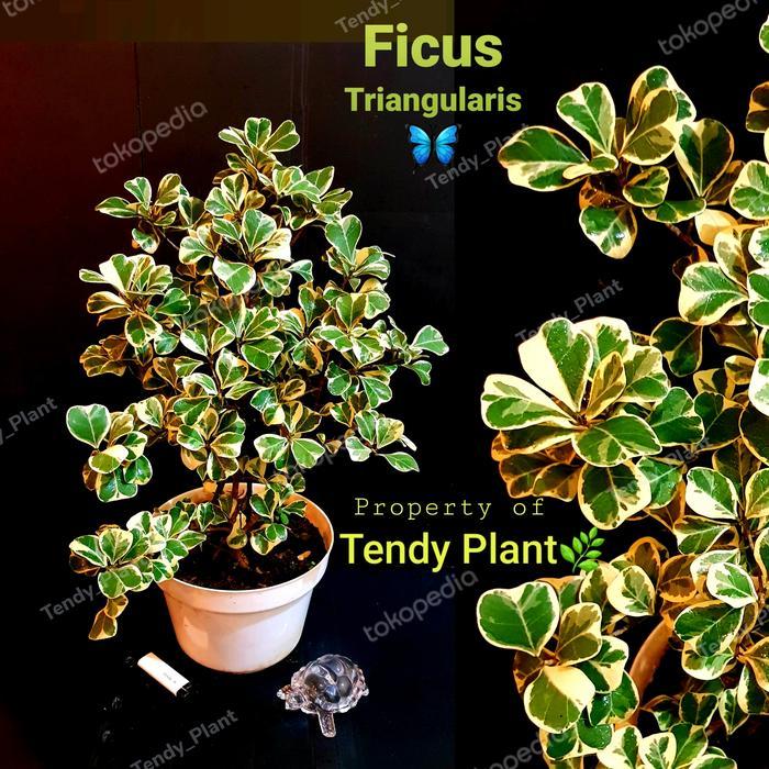 Tendy Plant Ficus Triangularis Variegata Beringin Kupu Kupu Putih 20 cm Pot Tanaman Estetika Penghas