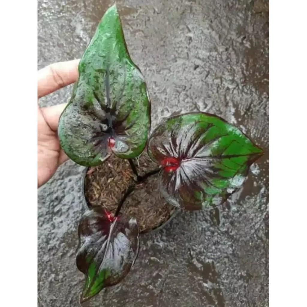 Umbi Caladium Kencono wulung - keladi hias import
