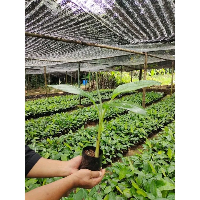 BIBIT POHON PISANG BARANGAN MERAH
