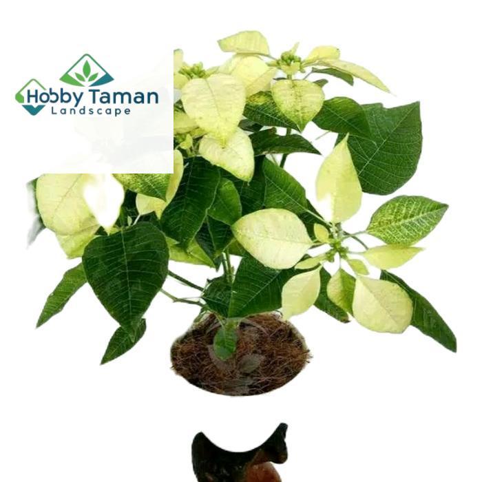 tanaman kastuba putih - tanamanhias kastuba putih - kastuba putih