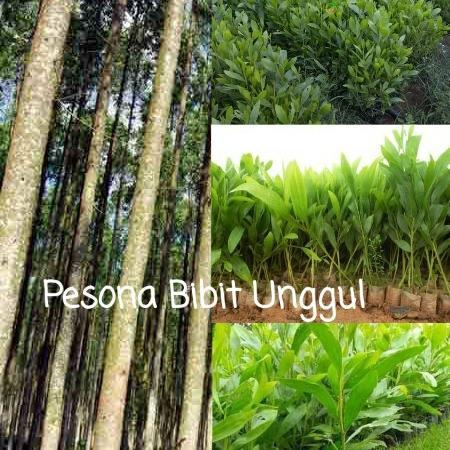 Bibit Pohon Akasia Mangium | Bibit Kayu Akasia Mangium Genjah