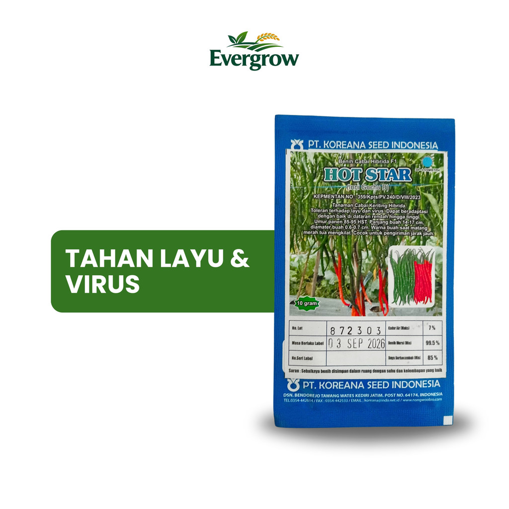 Benih Cabe HOT STAR F1 10 gr Original Koreana Seed – Tahan Layu & Virus
