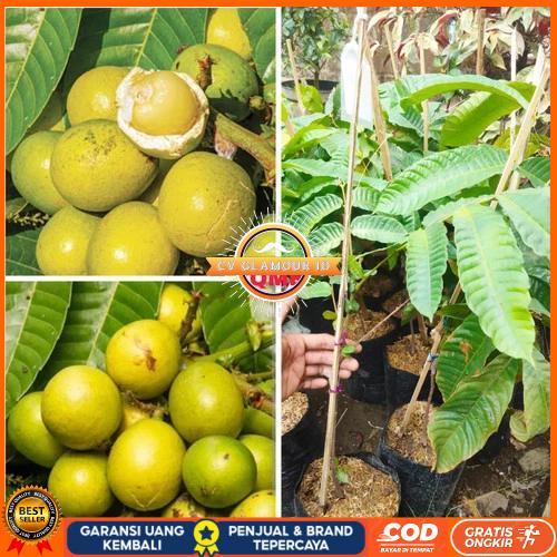 Bibit buah matoa kuning super manis CV GLAMOUR ID