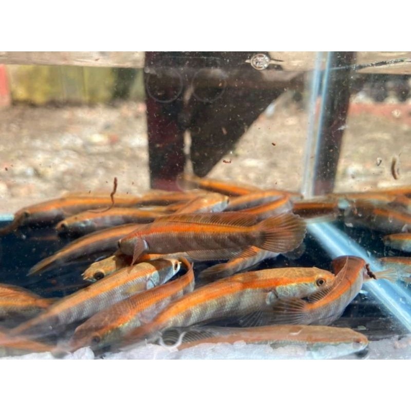 Hiasaan aquarium RED BARITO  4-5CM