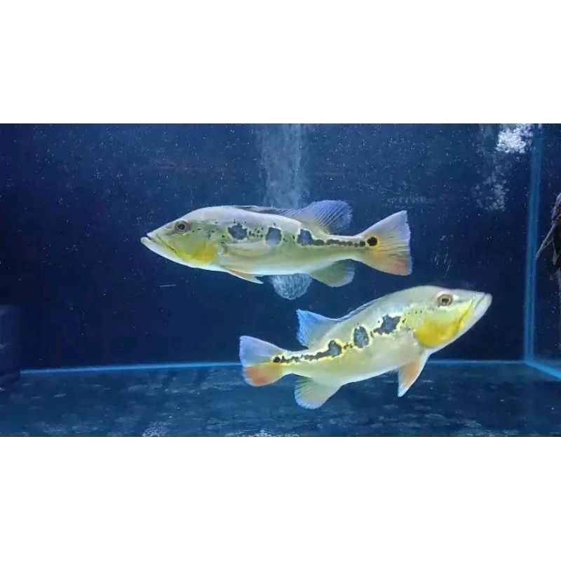 Pbass orinoco termurah size 6-7cm realsize broko bergaransi COD hiasan aquarium pibas
