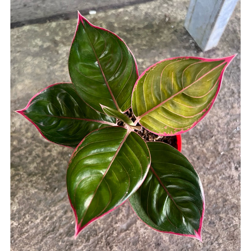 TERBARU Aglonema lipstik cobra daun bulat LETSGO GARDEN