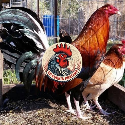 Telur ayam hias pilipin fertil untuk ditetaskan Langsung UD KURNIA PRATAMA