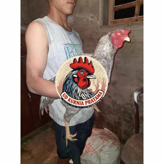 Telur ayam gorila / gorilla jumbo siap ditetaskan UD KURNIA PRATAMA