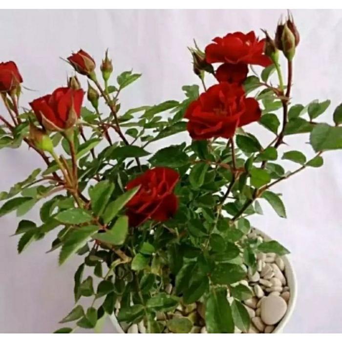 Tanaman hias mawar bebyrose - Tanaman Hias Hidup - Bunga Mawar - Bunga Hias Mawar - Tanaman Hias Bun