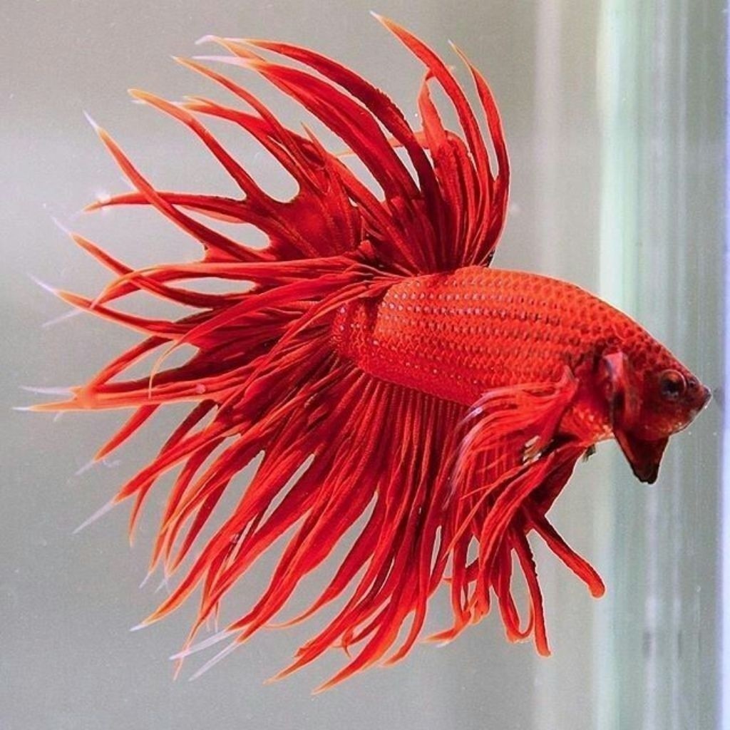 Cupang CT Crowntail Super Red / Serit Super Red Male HIASAN AKUARIUM