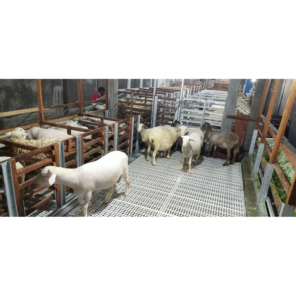 Tergacorlantai alas kandang plastik - slat lantai kambing - alas lantai ayam - lantai kandang kambin