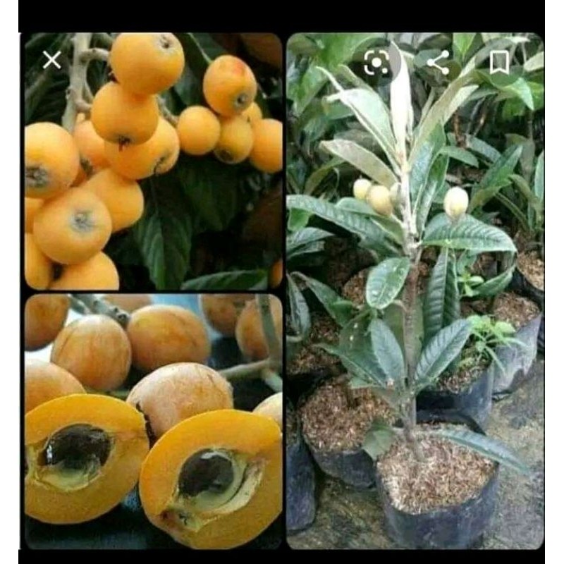 Bibit Leci kuning/ leci biwa cepat berbuah unggul