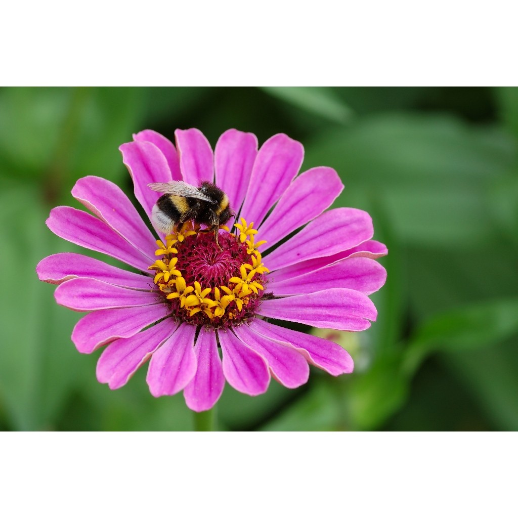 BAYAR DI TEMPAT - Bibit Zinnia