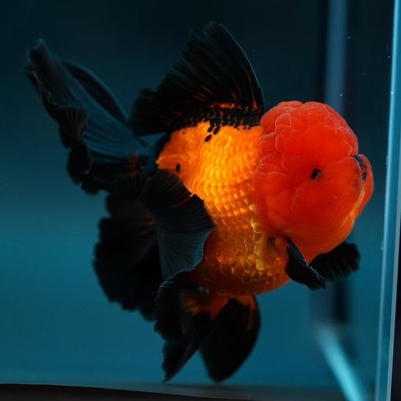 KOKI UKURAN 6-8 CM ORANDA BLACK GOLD GRADE A&F1 BG