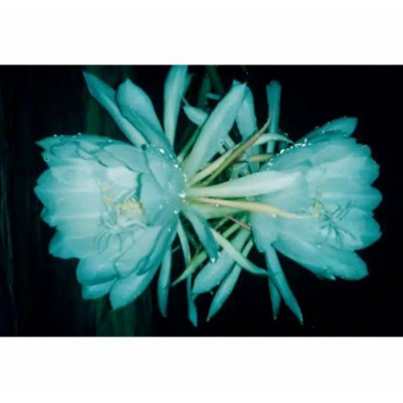 Tanaman hias wijaya Kusuma kembang biru